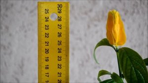 Пахистахис желтый. Видео цветения укорененного черенка желтого пахистахиса