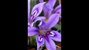 БАБИАНА  (BABIANA)  сем. Касатиковые