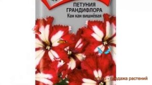 Петуния грандифлора Кан кан вишневая ? обзор: как сажать, семена петунии Кан кан вишневая