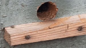 ПЧЁЛЫ 🐝🐝. ПОСЛЕДСТВИЯ ПОХОЛОДАНИЯ В АПРЕЛЕ. 11.04.22.