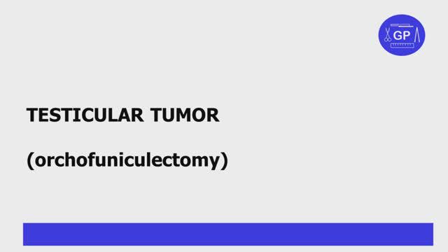 Testis anatomy and tumor pathology
