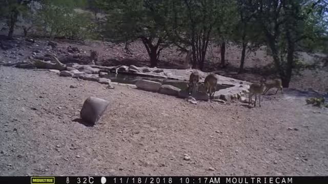 Klipspringer in Namibia #Klippspringer #wild #animal #namibia смотреть онлайн