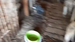 Дополнительный доход. Коровы как бизнес. Разведение коров.