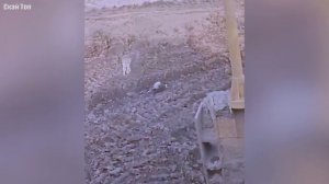 КОЙОТ В ДЕЛЕ... Койоты против собак, кошек, оленей, опоссумов