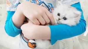 Персидские котята из питомника Мон Ами