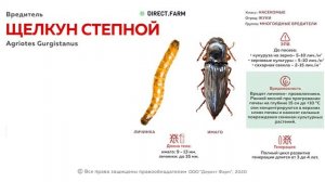 Борьба с вредителем Проволочником (личинка Щелкуна степного)