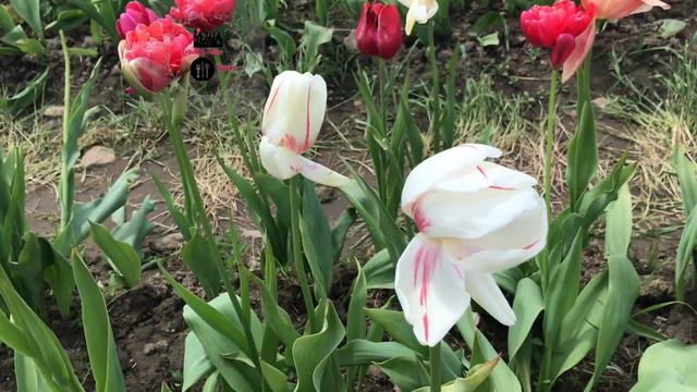 Wicked Tulips U Pick Farm , Preston CT смотреть онлайн