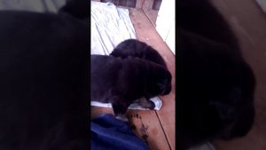 Первые игры щенков ВЕО