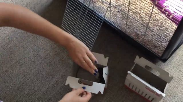 Домашние крысы хаски/ my rats husky new home