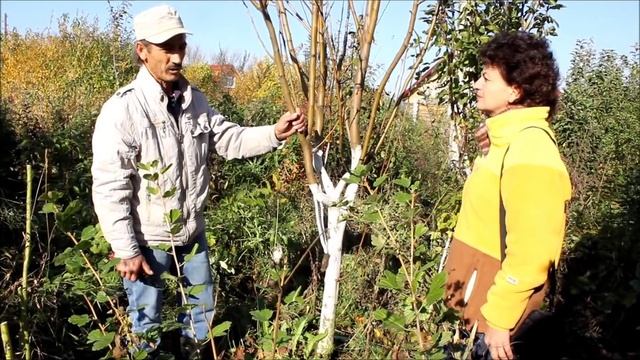 Обрезка и побелка плодовых деревьев. Сайт "Садовый мир" смотреть онлайн