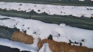 Зимнеее укрытие для клубники: когда, как и чем?