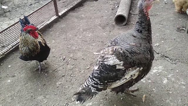 Сделайте это перед покупкой птицы обязательно. смотреть онлайн