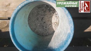 Негламурный огород-7. Томаты растут, завязываются и наливаются. Все бы хорошо, если бы не ЭТО.