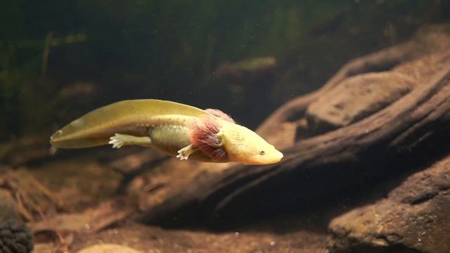 Подборка небанальных аквариумных питомцев. Часть 1 смотреть онлайн