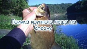 Поимка крупного леща на блесну