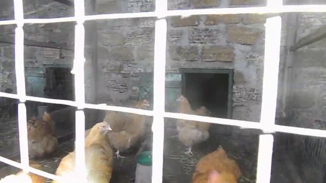 Куры нашего двора , часть пород смотреть онлайн