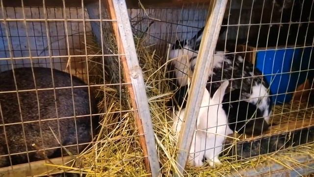 100% способ покрытия крольчихи без признаков явной охоты