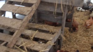 Куры, утки, индюки зимой в теплице. Советы по содержанию.