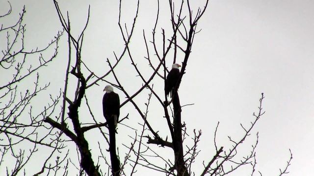 Three Bald Eagles. Три белоголовых орлана (2192sp) смотреть онлайн