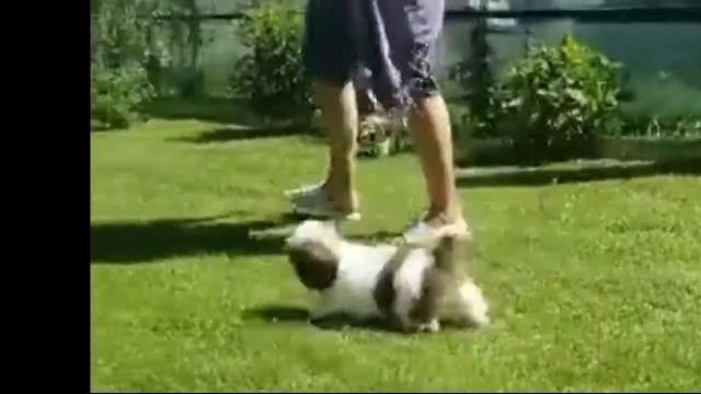 Этого щенка Ши-тцу Вы можете купить сейчас в нашем питомнике в Москве. Тел/WhatsApp 8-916-142-59-12 смотреть онлайн