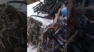 Заготовка живокоста -  лучше осенью или весной?
