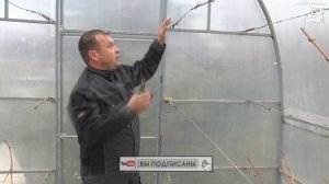 РАЗБОРНАЯ ШПАЛЕРА ДЛЯ ВИНОГРАДА В ТЕПЛИЦЕ ПРОЩЕ ПРОСТОГО. СЕВЕРНЫЙ ВИНОГРАДНИК 19-21