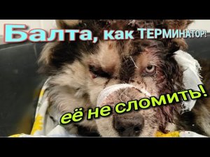 Балта ЖИВА! Эту девочку «терминатора» нельзя так просто сломить! Верновцы - помощь животным