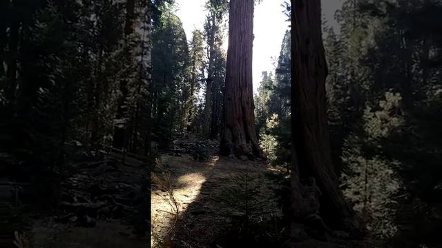 California dreaming. The second tallest tree in the world. El segundo árbol más grande del mundo