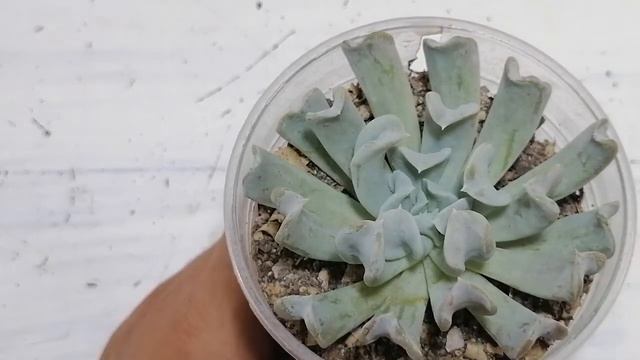 suculentas echeveria  runyonii Topsy turvy donsuculento смотреть онлайн