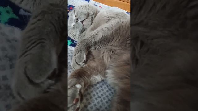 в здоровом теле здоровый сон)))кот Жорик ??? смотреть онлайн