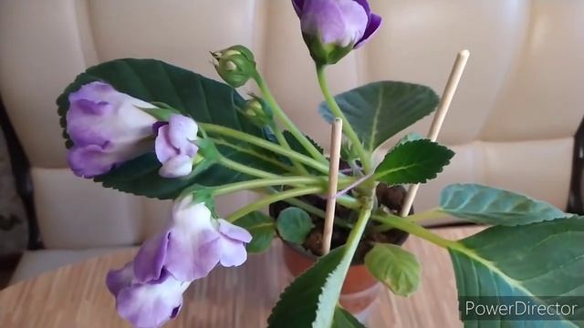 БУТОН ГЛОКСИНИИ НЕ МОЖЕТ РАСКРЫТЬСЯ,ПЕРЕВЕЛА НА ФИТИЛЬНЫЙ ПОЛИВ смотреть онлайн