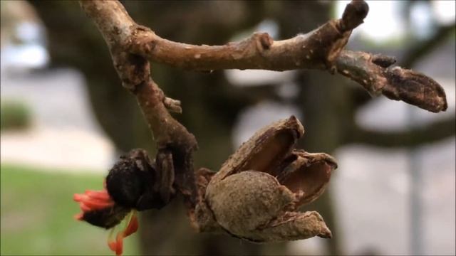 Persian ironwood (Parrotia persica) - old seed pod close up - February 2018 смотреть онлайн