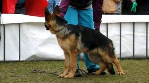 БЕБИ КОБЕЛИ _ RussianSiegerZuchtSchau 2013