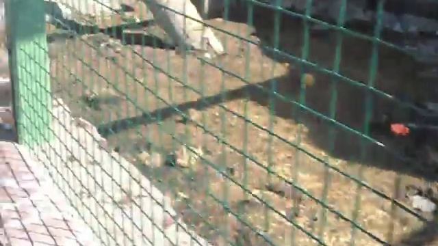 Енот-полоскун Семен.AVI смотреть онлайн