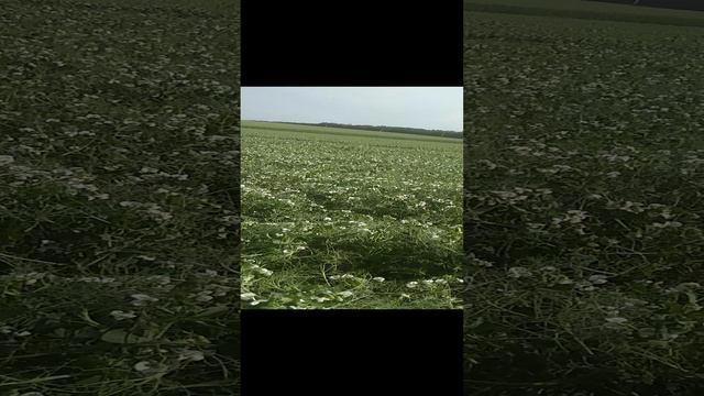 Пчелы собирают пыльцу с горохового поля.