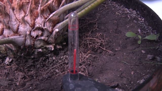 Секреты создания дачной оранжереи