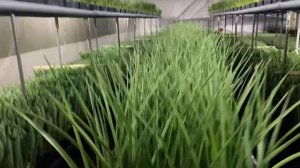 Выгонка ирисов к 8 марта. 10 недель после посадки.