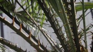 Chamaerops humilis - European Fan Palm; Mediterranean Fan Palm