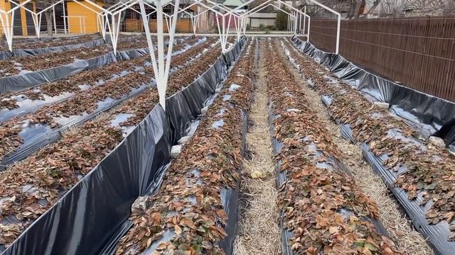 Клубника весной. Начало сезона. смотреть онлайн