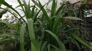 Панданус: самочувствие растения после пересадки, немного об уходе