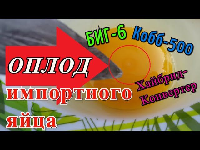 Оплод инкубационного яйца Хайбрид-Конвертер, БИГ-6, Кобб-500.