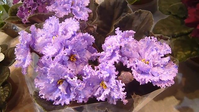 Футажи. Фиалки 7. Красивые цветы. Скачать бесплатно. смотреть онлайн