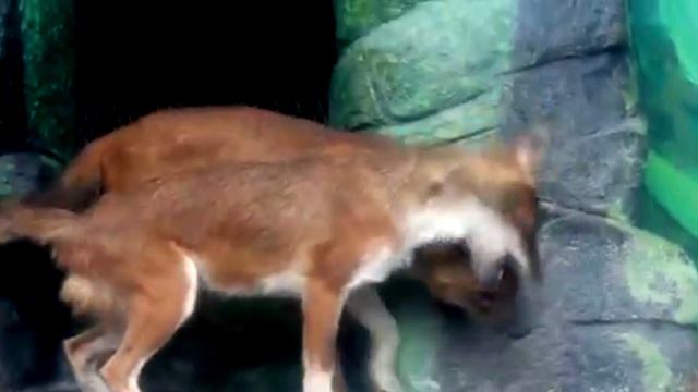 Dhole Facts: the WHISTLING DOG facts | Animal Fact Files