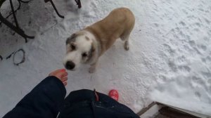 Какие КОСТИ МОЖНО и НЕЛЬЗЯ давать собаке || Какие кости даю своим Алабаям || Алабай | ALABAI | DOG