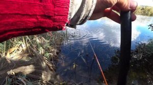 Рыбалка, ловля карася на поплавок в конце сентября