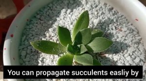 Succulent Care And Propagation /Potting Mix For Succulent Plants/Succulent Plants/Home Fairy Garden