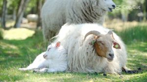 ПОЗНАВЕТЕЛЬНОЕ ВИДЕО ДЛЯ ДЕТЕЙ. ЗВУКИ КРИКИ ЖИВОТНЫХ.#3