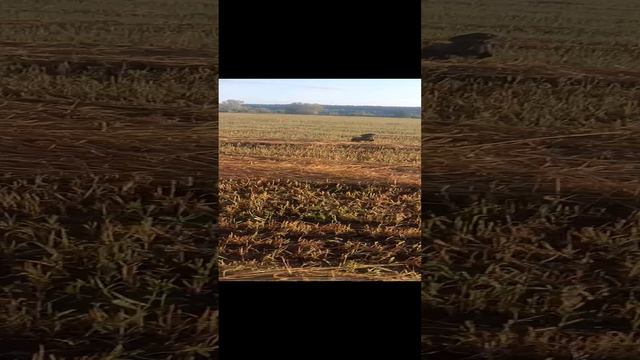 15.08.24 утро #охота #собака смотреть онлайн