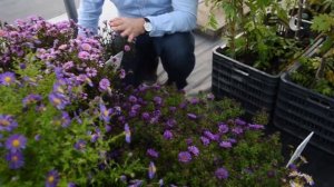Aster novae-angliae 'Purple Dome' - Sötétlia mirigyes őszirózsa