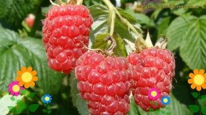 Малина обыкновенная Бабье лето 2. Краткий обзор, описание характеристик Babie Leto